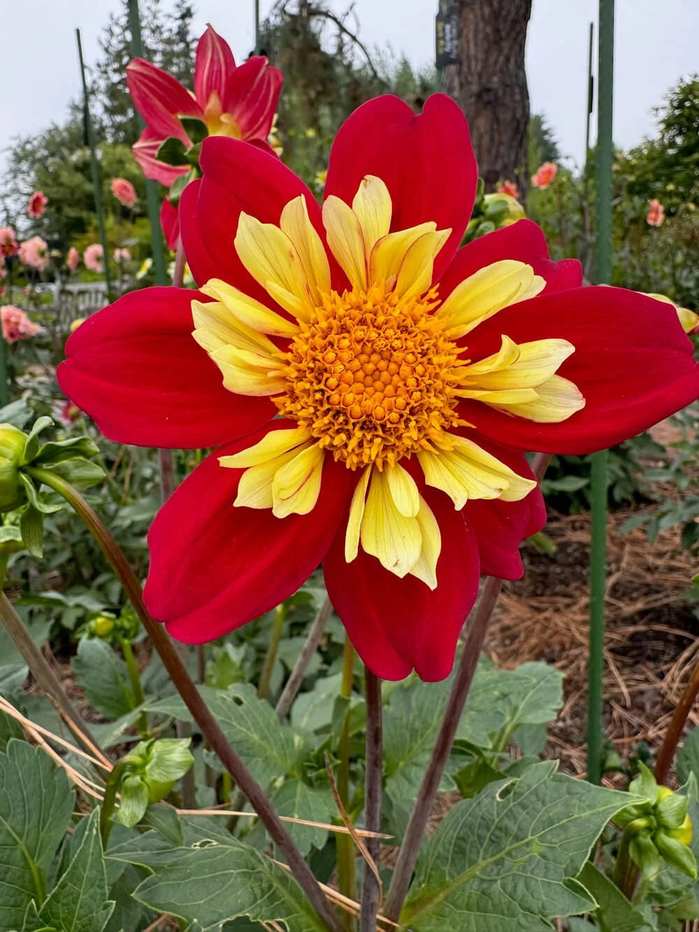 DAHLIA　ヨーヨー　リクリエーション　アノマリー　オレンジ DAHLIA ヨーヨー リクリエーション アノマリー オレンジ DAHLIA